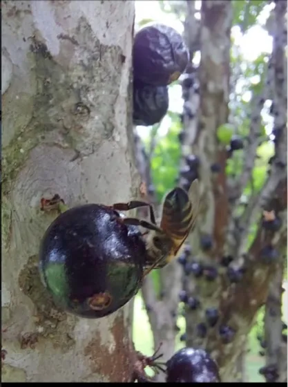 Jabuticaba & bee