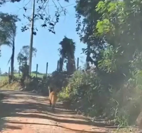 Maned wolf