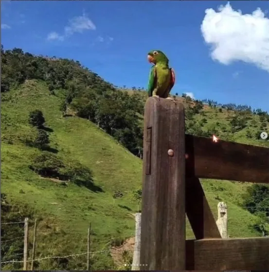 Parrot