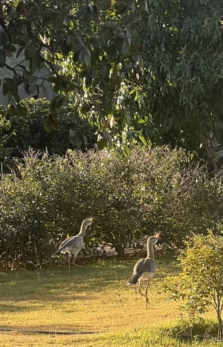 Red-legged seriemas at dawn