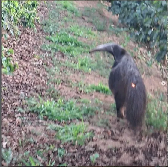 Giant anteater