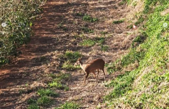 Gray brocket deer