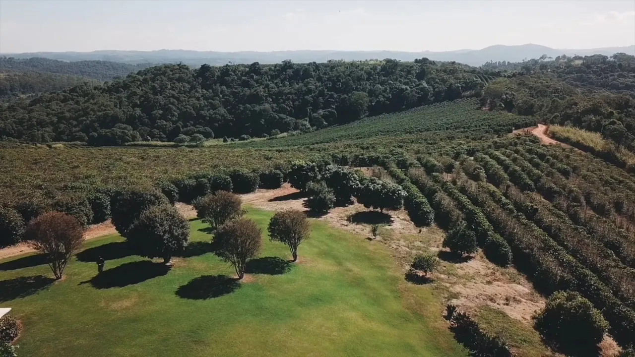 Contour-planted coffee fields seen from above at Fazenda Jaboticabeiras