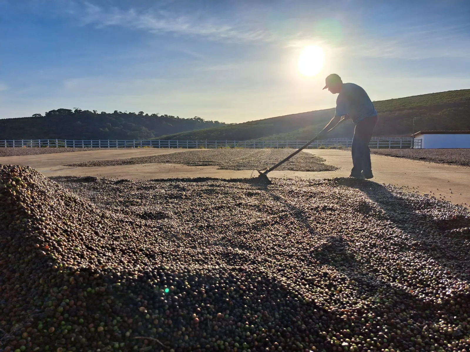 Coffee drying in the sun on the patio, raked by hand