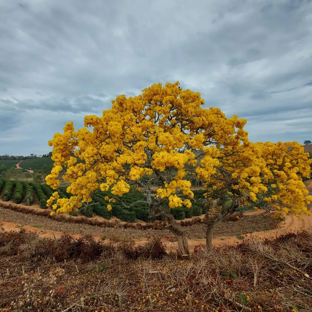Yellow ipê tree in bloom beside the coffee grove